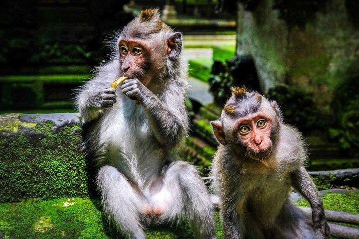 Privat fuld dagstur i Ubud Bali