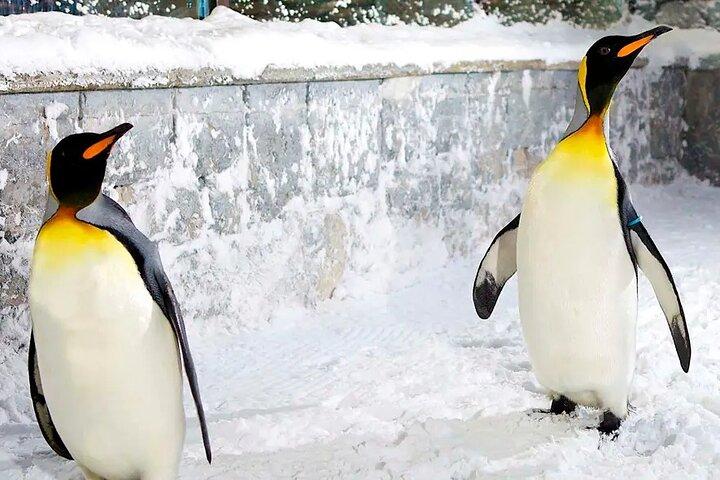 Dubai Fun i sneen - Ski Dubai billetter