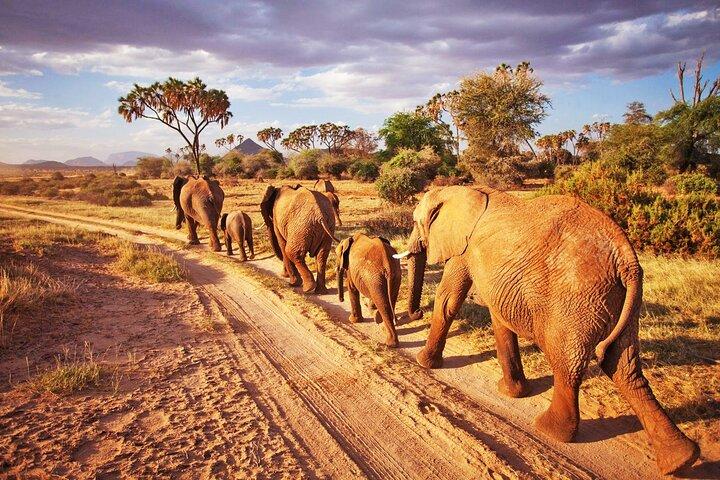 2 dagar, 1 natt - Tsavo East nationalpark Safari