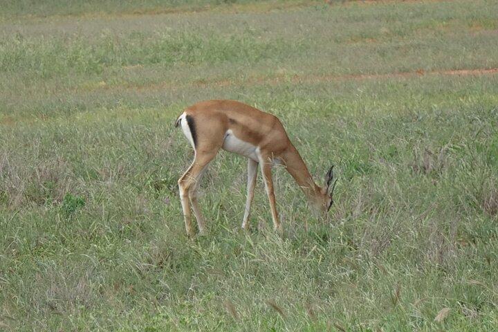 1泊2日-ツァボ東国立公園サファリ