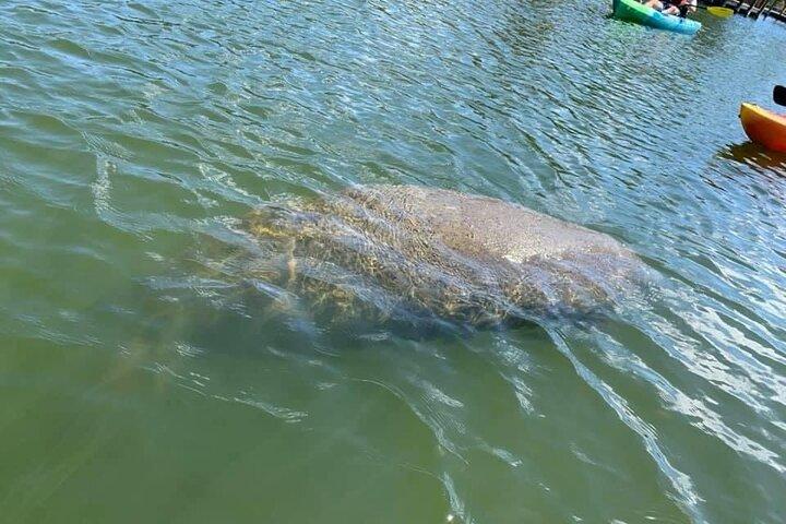 Kajaktour mit Seekühen und Delfinen