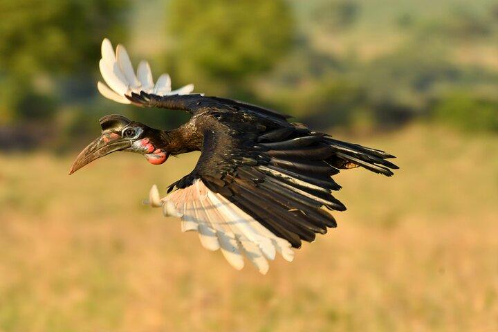 Birdwatching e tour naturalistici