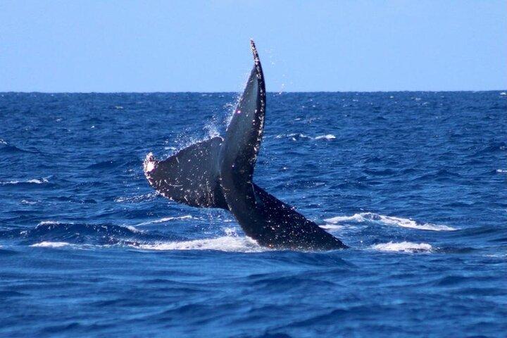 Osservazione delle balene sulla Big Island