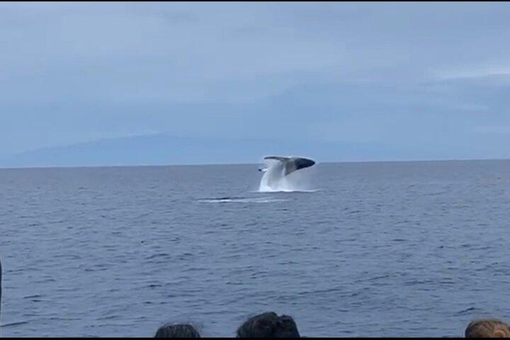 Osservazione delle balene sulla Big Island