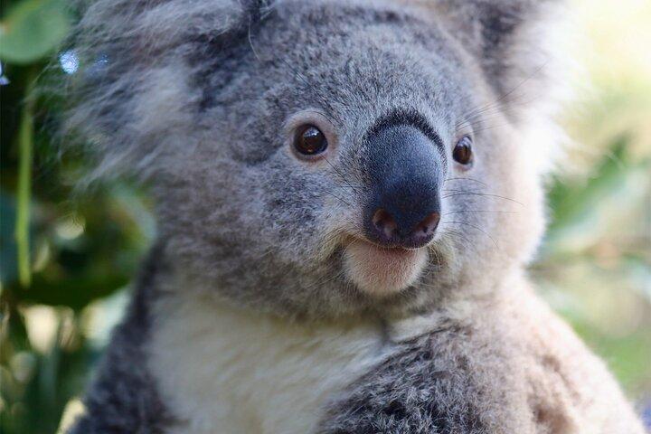 Private Nature Escape Tour 2 Tage in Sydney