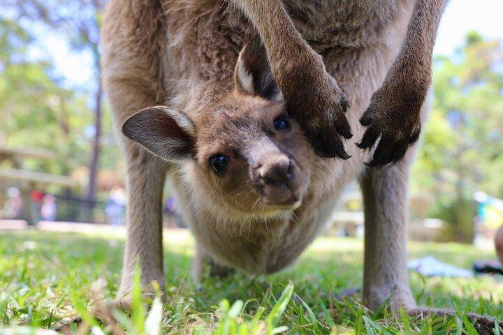 Private Nature Escape Tour 2 Tage in Sydney
