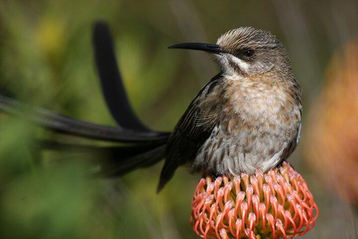 Hermanus e Overberg Birdwatching