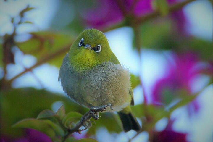Hermanus e Overberg Birdwatching