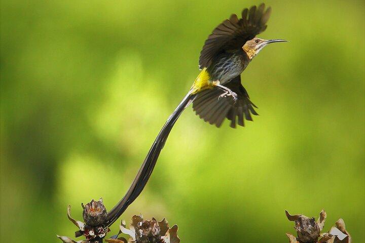 Hermanus e Overberg Birdwatching