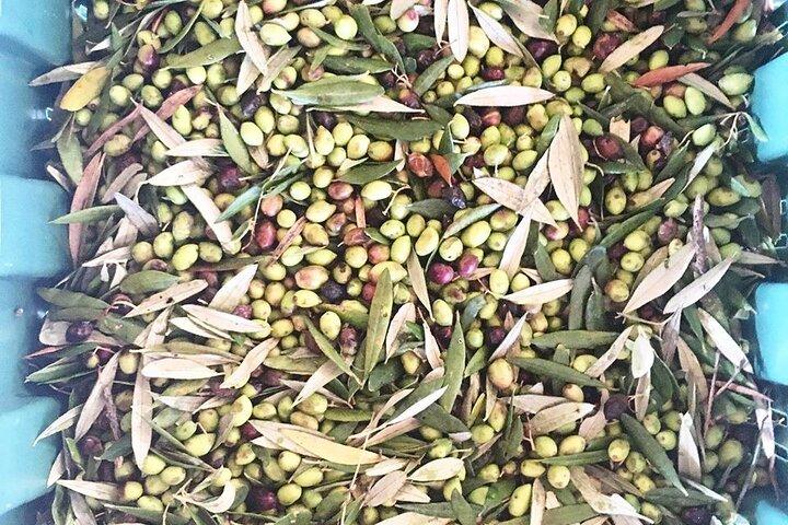 Crete: Olive Oil, Soap, Wine, Raki - Flavorful Culinary Journey