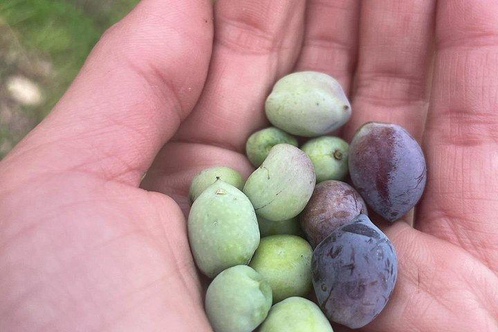 Crete: Olive Oil, Soap, Wine, Raki - Flavorful Culinary Journey