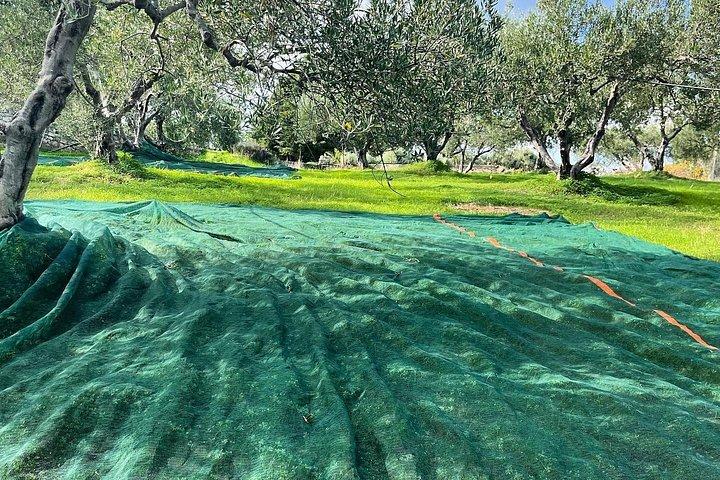Crete: Olive Oil, Soap, Wine, Raki - Flavorful Culinary Journey