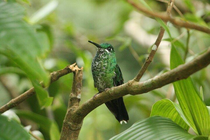 Heldags privat rundtur i Monteverde, Costa Rica