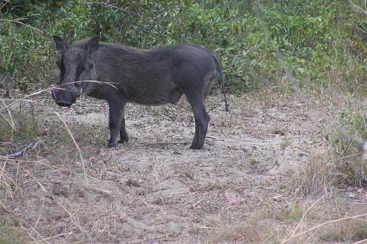 Heldagssafari i Maputo nationalpark