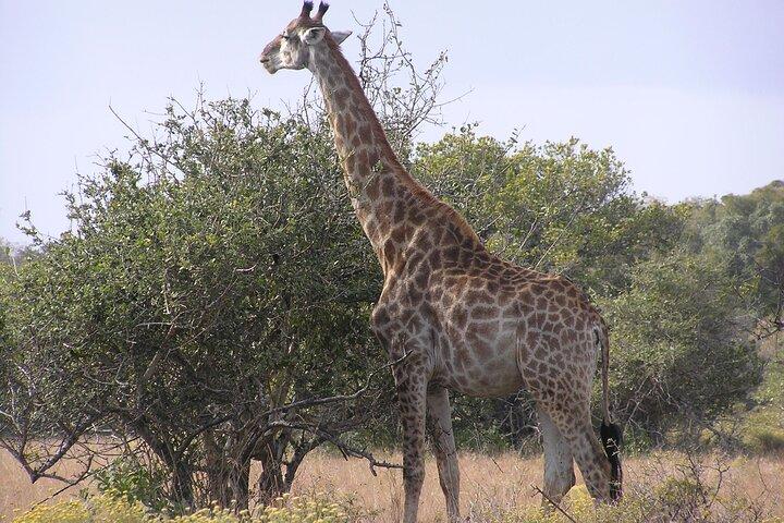 Heldagssafari i Maputo nationalpark