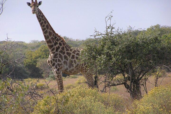 Heldagssafari i Maputo nationalpark