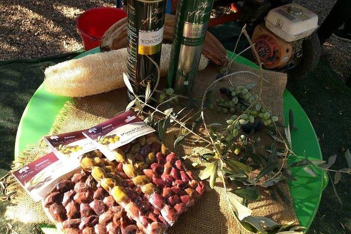 Tour privato di mezza giornata dell'Olympia da Katakolon
