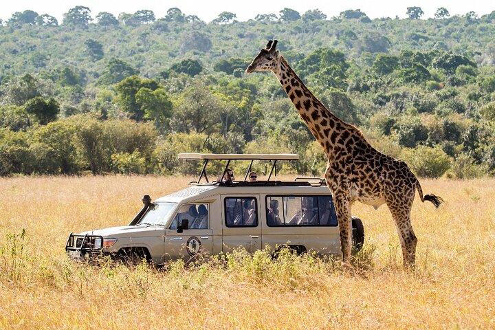 Cidade do Cabo Big Five Safari Tour de dia inteiro com almoço