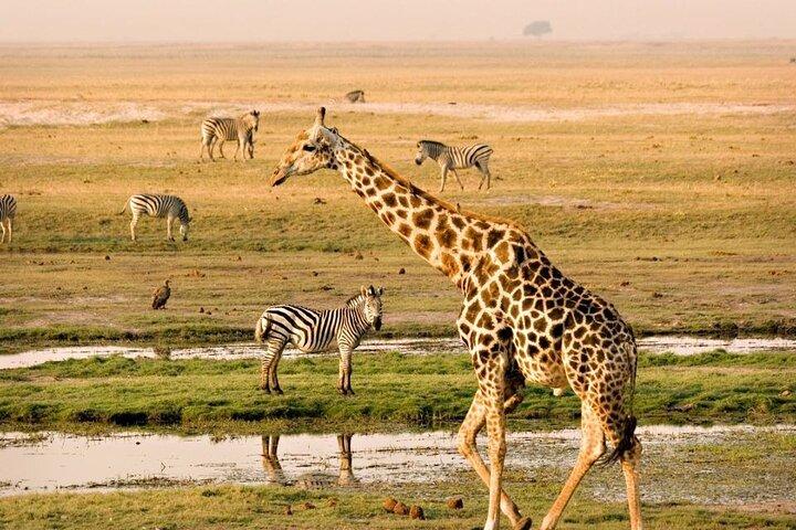 Cidade do Cabo Big Five Safari Tour de dia inteiro com almoço