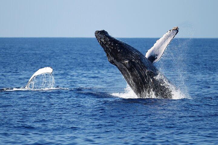 サンディエゴでの 3 時間のガイド付きクジラとイルカウォッチング体験