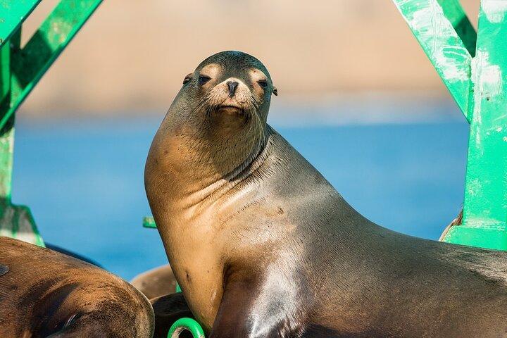 サンディエゴでの 3 時間のガイド付きクジラとイルカウォッチング体験