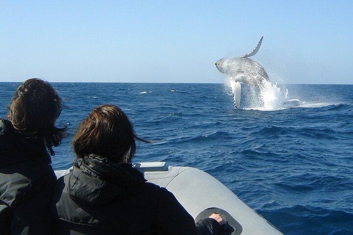 3-timers guidet hval- og delfinsafarioplevelse i San Diego