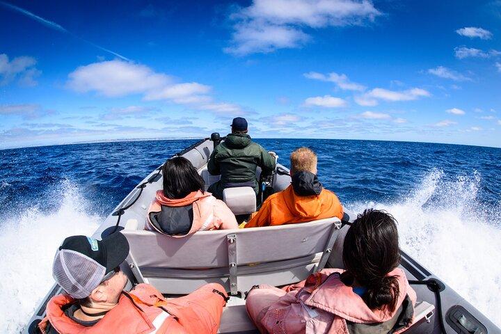 サンディエゴでの 3 時間のガイド付きクジラとイルカウォッチング体験
