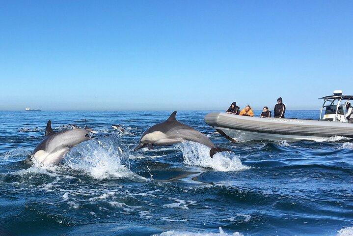 サンディエゴでの 3 時間のガイド付きクジラとイルカウォッチング体験
