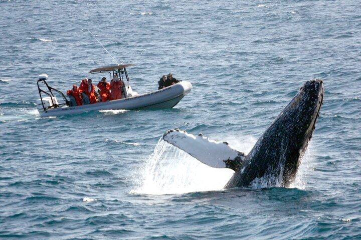 サンディエゴでの 3 時間のガイド付きクジラとイルカウォッチング体験