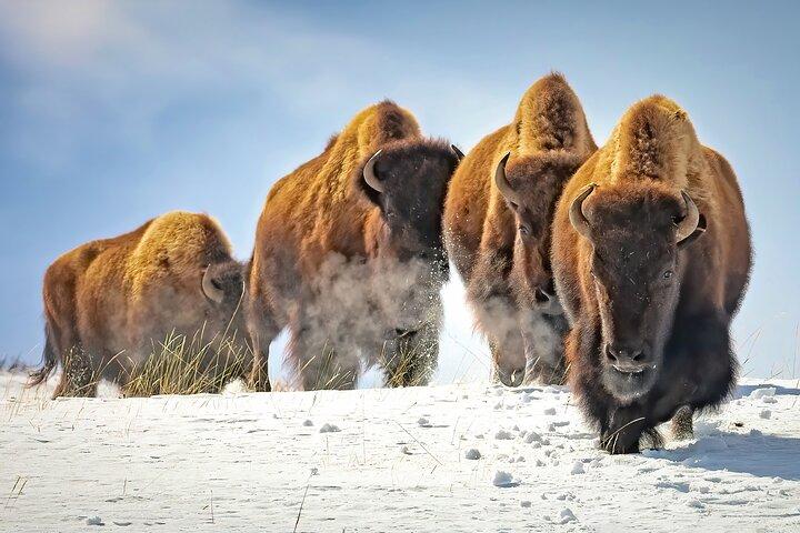 Jackson 4-Tages- und 3-Nächte-Grand-Teton- und Yellowstone-Wintertour