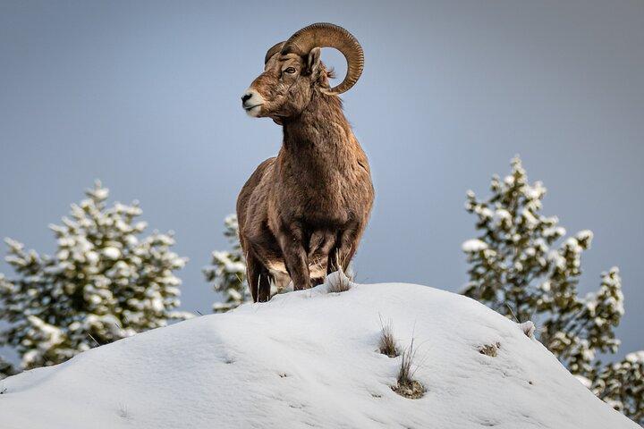 Jackson 4-Tages- und 3-Nächte-Grand-Teton- und Yellowstone-Wintertour