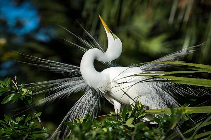Everglades Immersion Tour: The Ultimate Everglades Adventure