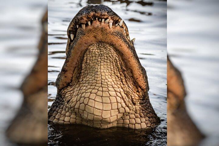 Everglades Immersion Tour: The Ultimate Everglades Adventure