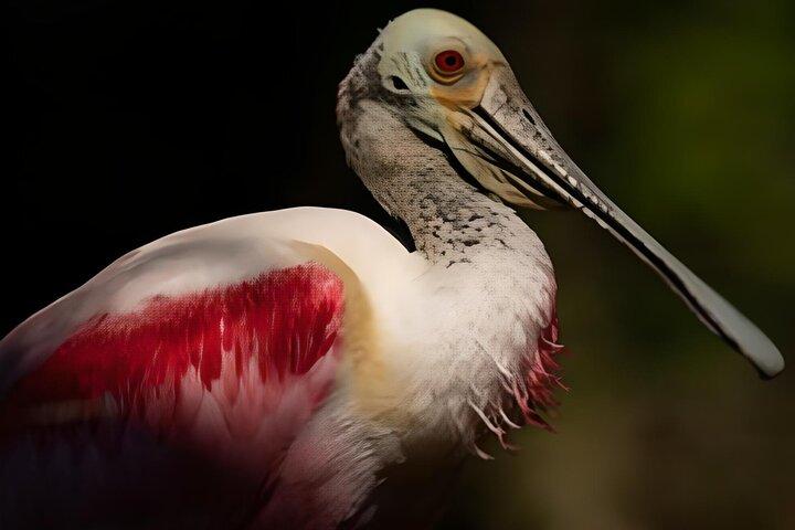 Everglades Immersion Tour: The Ultimate Everglades Adventure