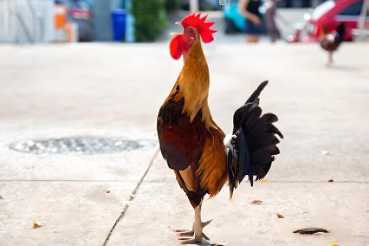 Key West: Die Conch Republic wird lebendig