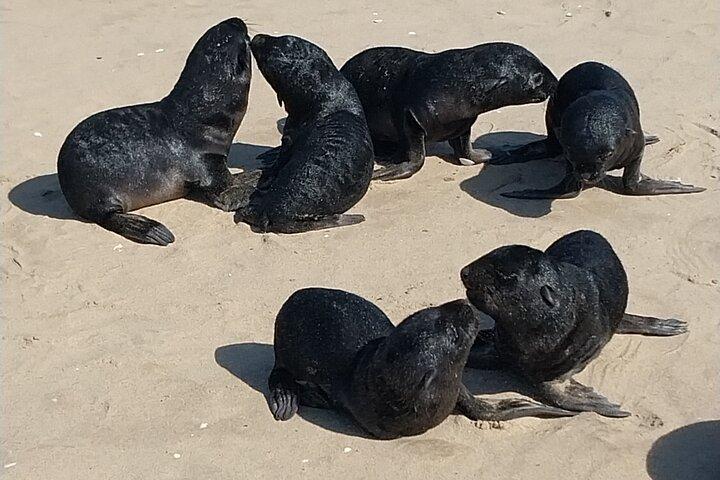 Tour de dunas y focas del puerto de Sandwich