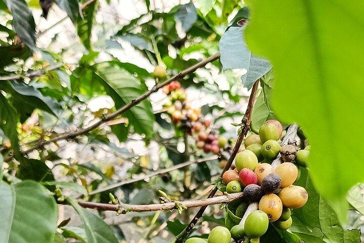 Privat guidet vulkan- og stenbobletur i Bandung