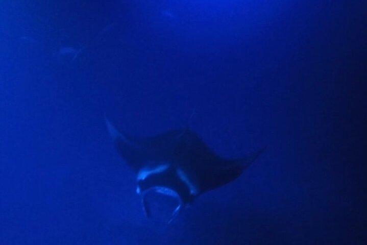 Glow of the Deep : Esnórquel nocturno con mantarrayas
