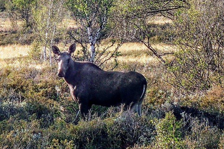 Älgsafariäventyr på elcykel