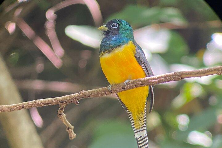 Manuel Antonio Nationalpark med guide