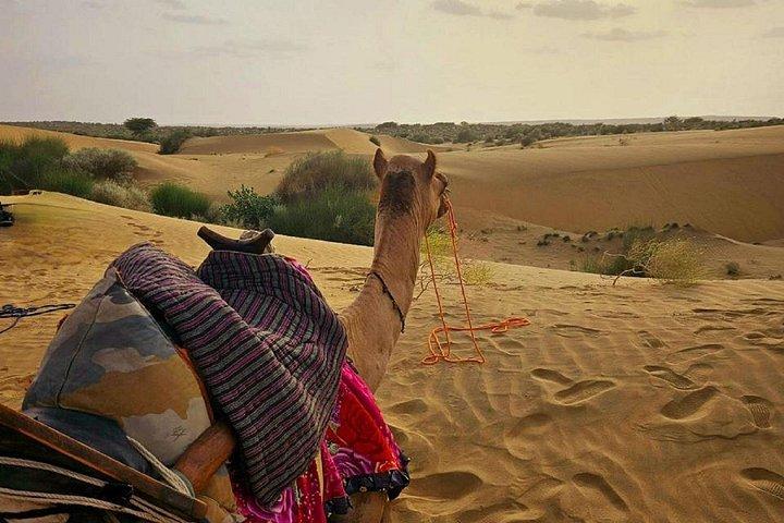 2 Days 2 Night Camel Safari