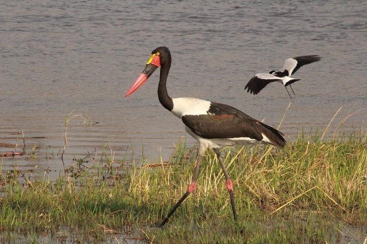 2 IN 1 Moremi Game Reserve Day Trip