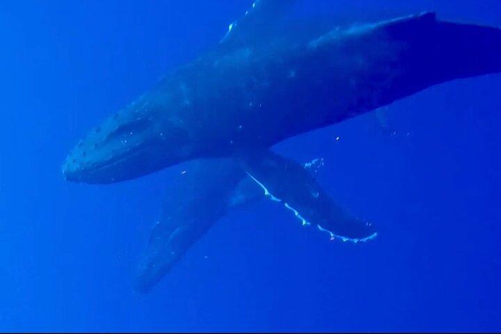 Osservazione delle balene sulla Big Island