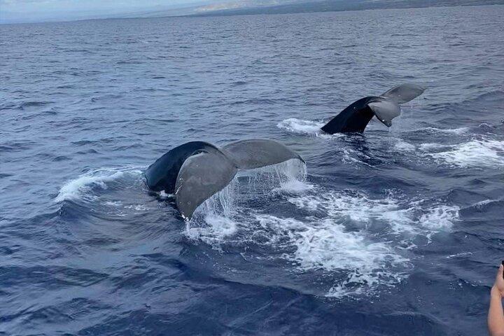 Osservazione delle balene sulla Big Island