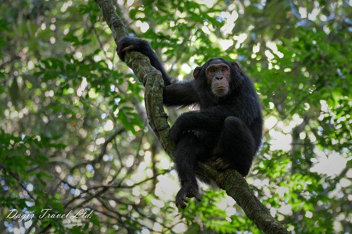 3-dages Uganda Gorilla Trekking Experience