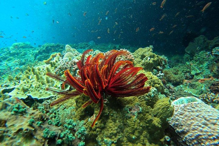 バリ島発：レンボンガン島とペニダ島でマンタとシュノーケリング