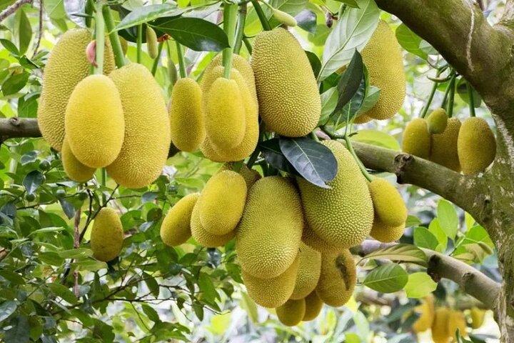 Zanzibar Spice Farm-rondleiding en lunch met exotisch fruit