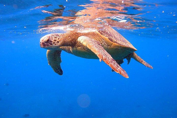 ベストワイキキシュノーケリングツアー：タートルキャニオンでカメを保証