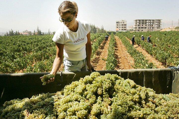 PRIVAT Vintur i Central Bekaa Valley