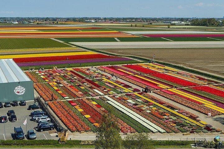 アムステルダムからチューリップの花束を摘むチューリップ畑ツアー